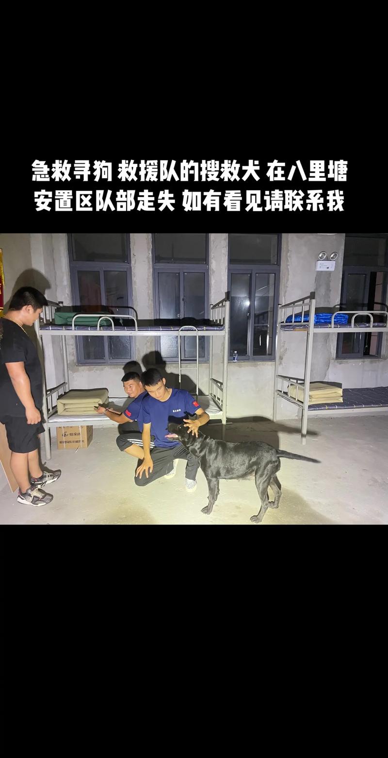 蓝天救援队搜救犬组成立了吗「躲飓风丢狗被判5年了」 太阳能充电器